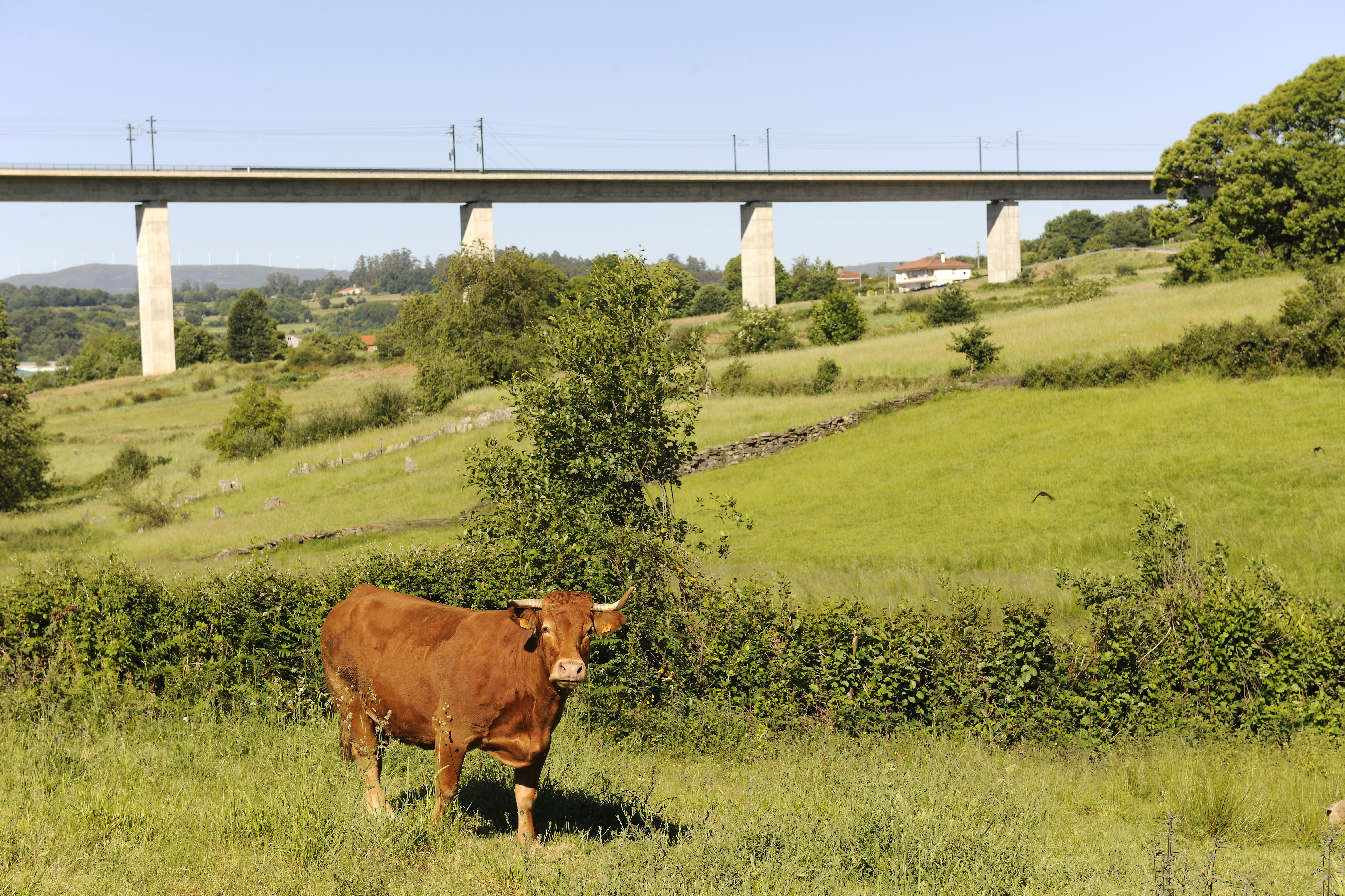 Una vaca con un viaducto de fondo.